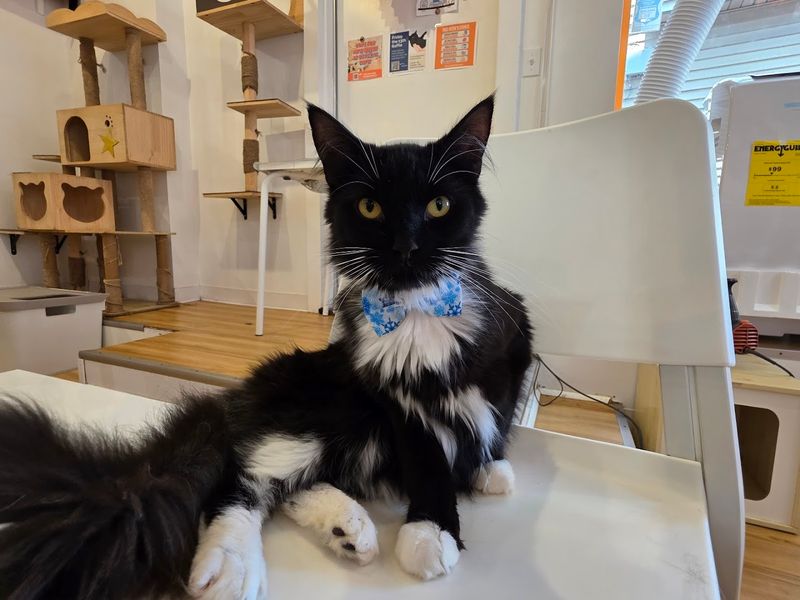 Connecticut's First Cat Cafe Since September 2018