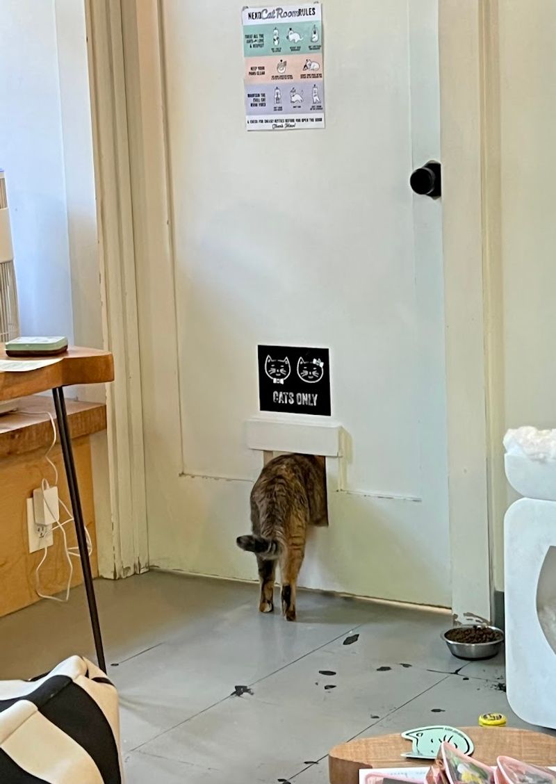 A Separate Door Allowing The Cats To Escape The Hoomans