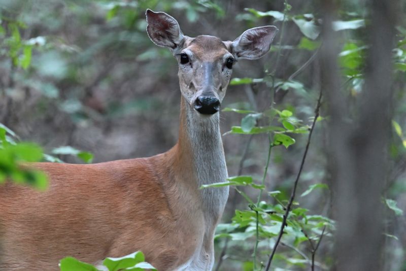 Wildlife Encounters Make Every Ride Memorable