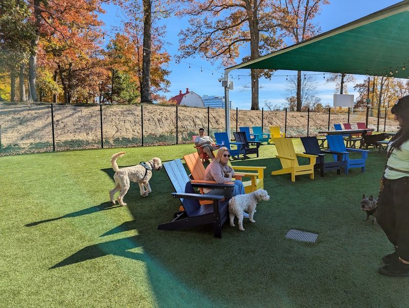 The Off-Leash Freedom That Makes Dogs Genuinely Happy