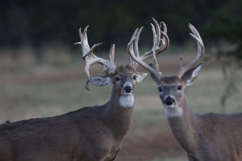 Safari Tours and Wildlife That Surprises You