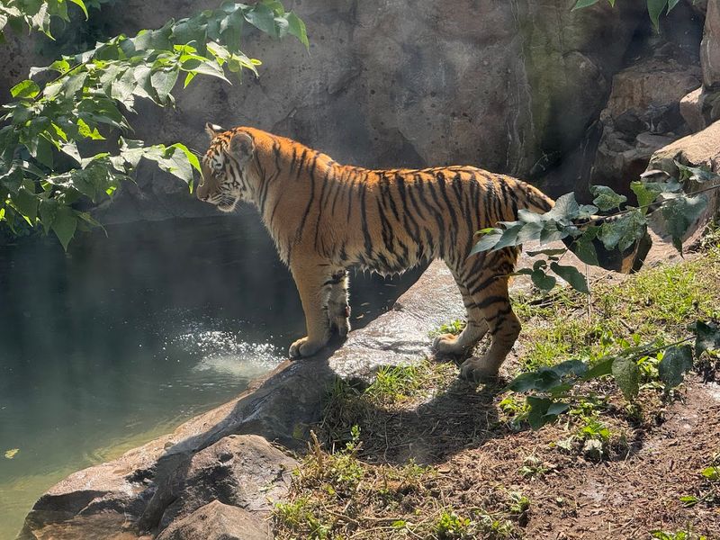 Big Cats and Primates