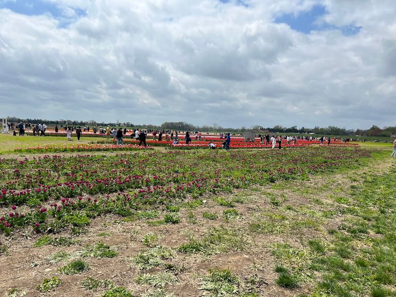 Bright Rows Make Every Walk Feel Better