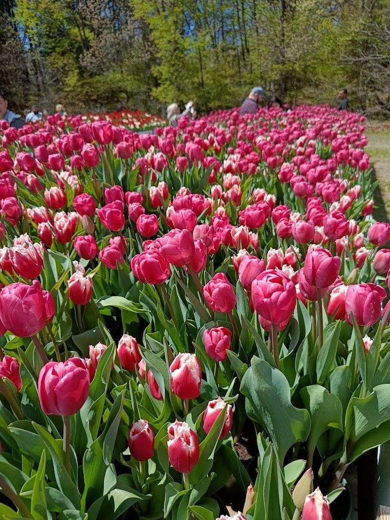 Millions Of Blooms Give The Festival Its Pull
