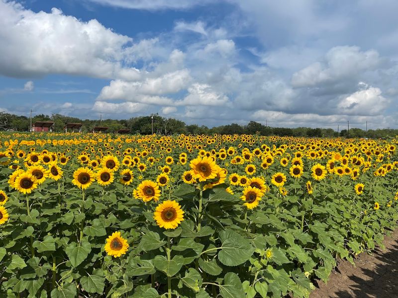 Sunflowers, Pumpkins, and the Farm Through Every Season
