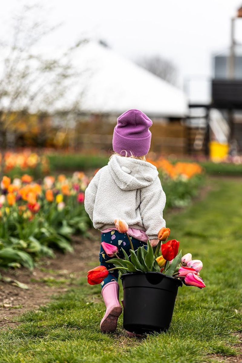 Tulip Valley Farms: The Only U-Pick Experience in the Valley