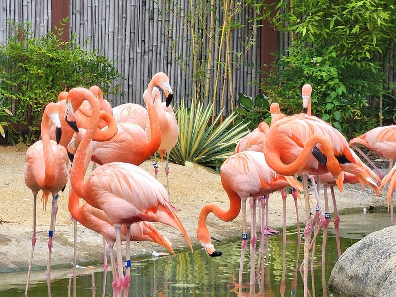 Wildlife Watching: Deer, Birds, and Unexpected Encounters