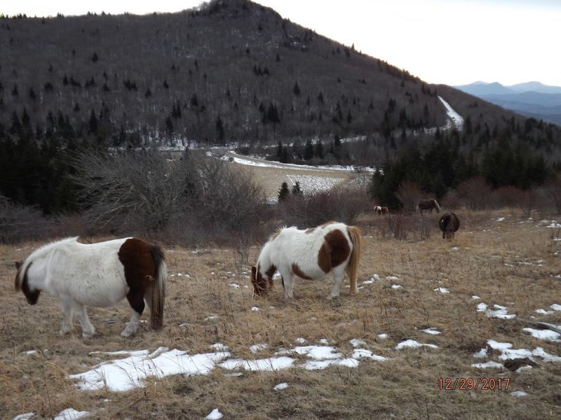 The Open Balds: Virginia's Secret Alpine World