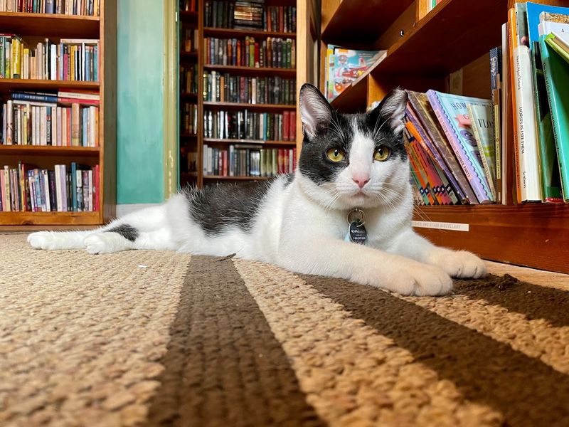 Page and Mylar: The Feline Staff Members