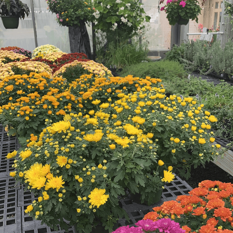 Seasonal Displays That Transform the Space