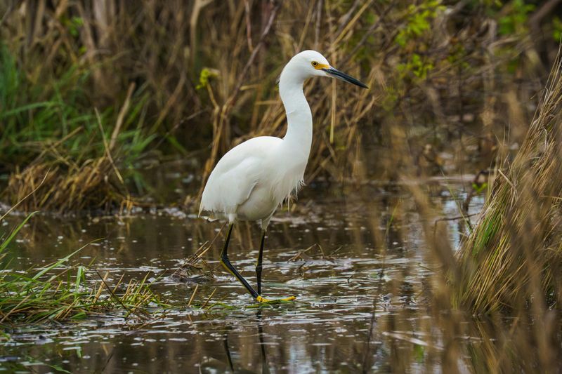 Birds Everywhere You Look