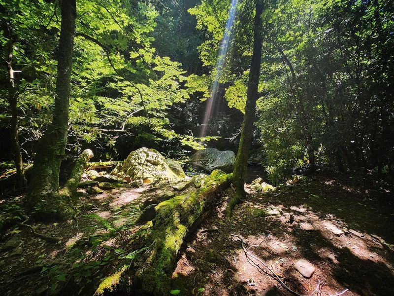 Rhododendron Tunnels That Feel Like Another World