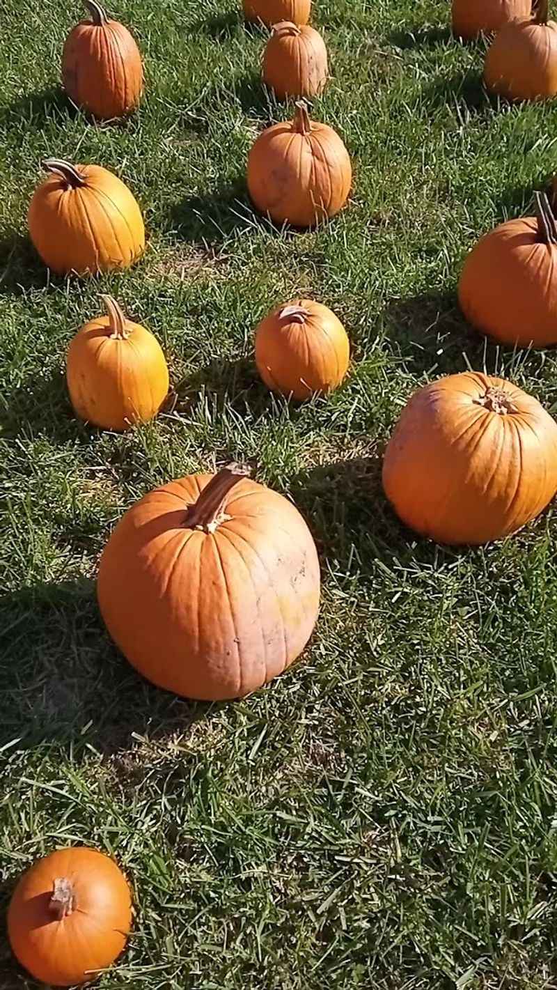 Pumpkin Picking: The Classic Fall Finale