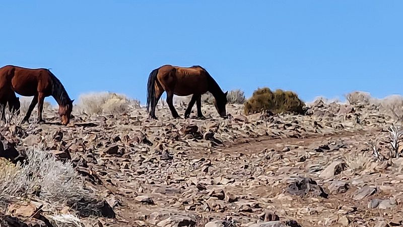 Pine Nut Mountains: Hiking Into Mustang Territory Southeast of Carson City