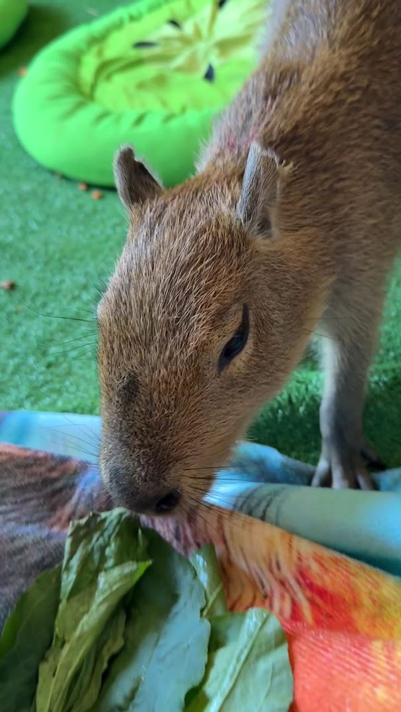 Why Capyfriends Café Belongs on Your Georgia Travel List