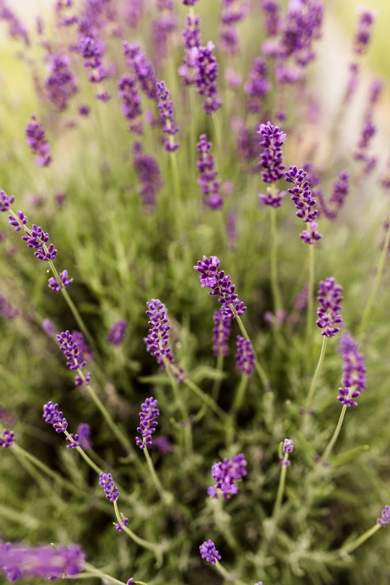 Tips for Planning Your Visit to Long Row Lavender