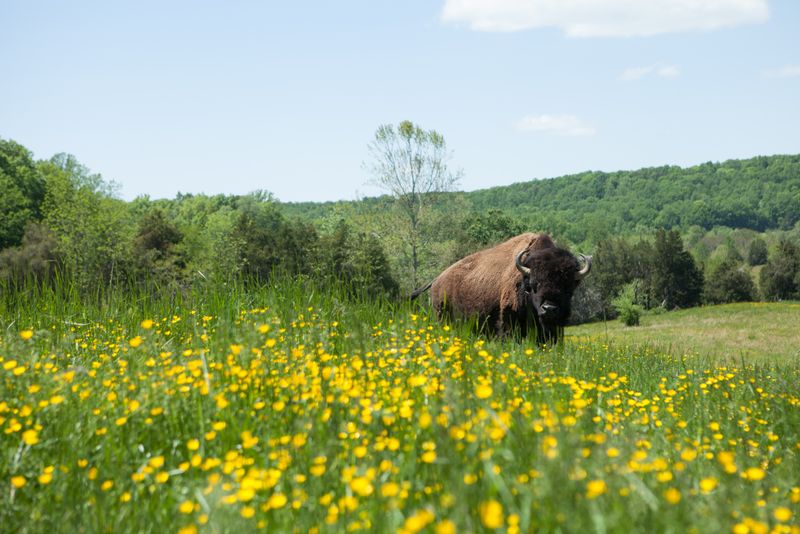 Self-Guided Trails Through Open Pasture Land