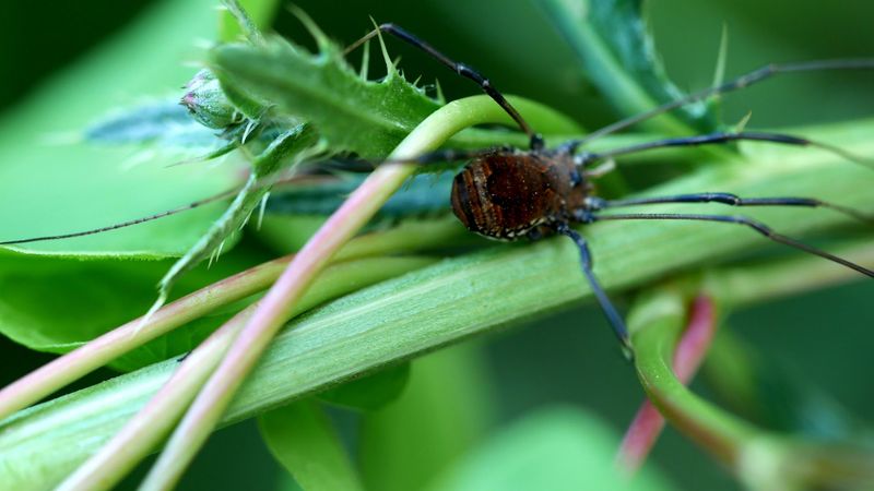 Spotting Wildlife Along the Trail