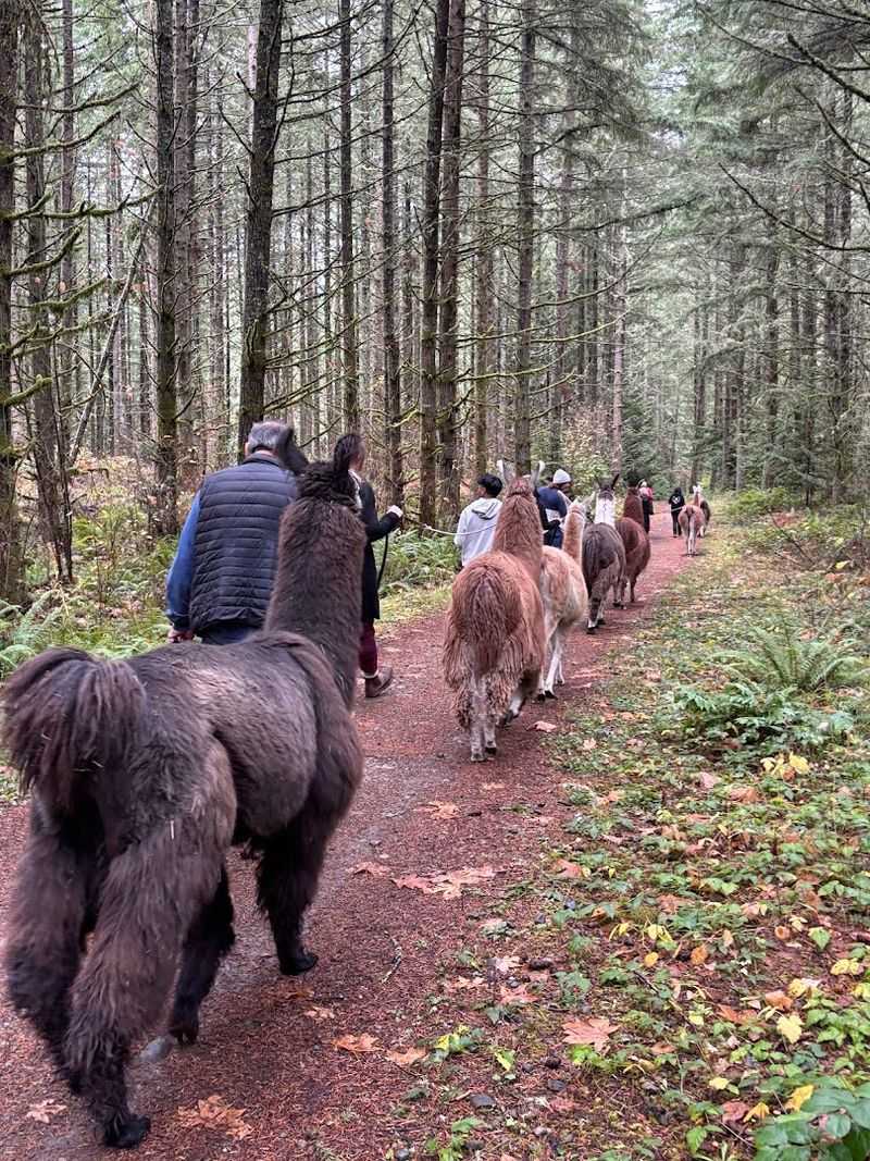 A Perfect Day Trip from Tacoma or Olympia