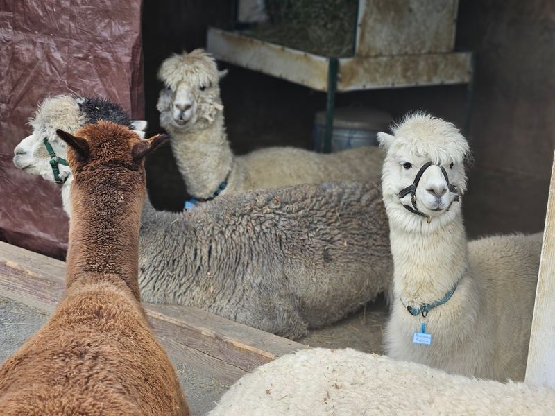 The Alpaca Herd and Their Unique Personalities