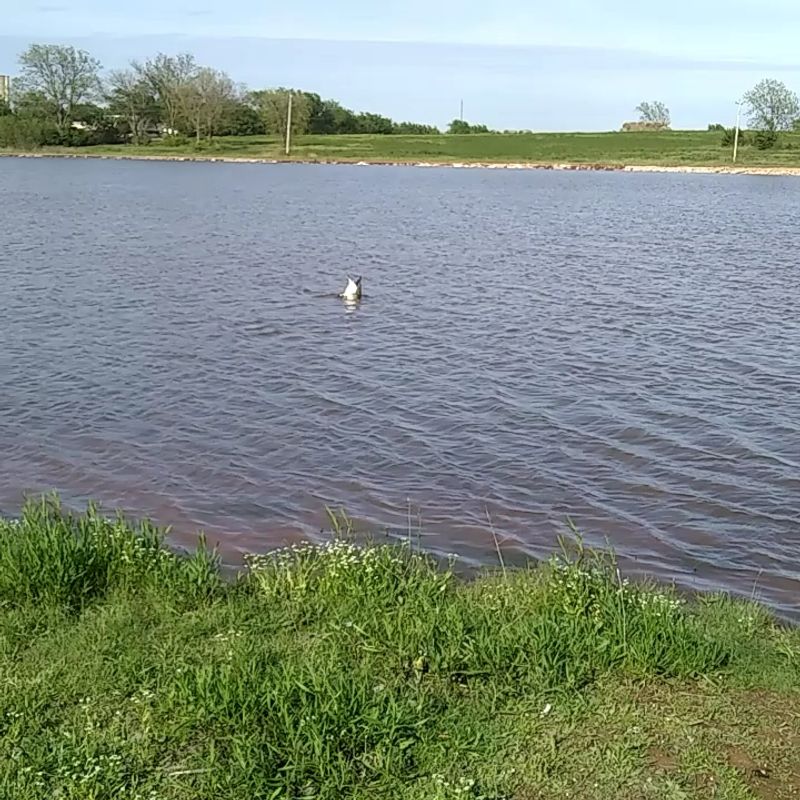 Fishing From the Piers and Shoreline