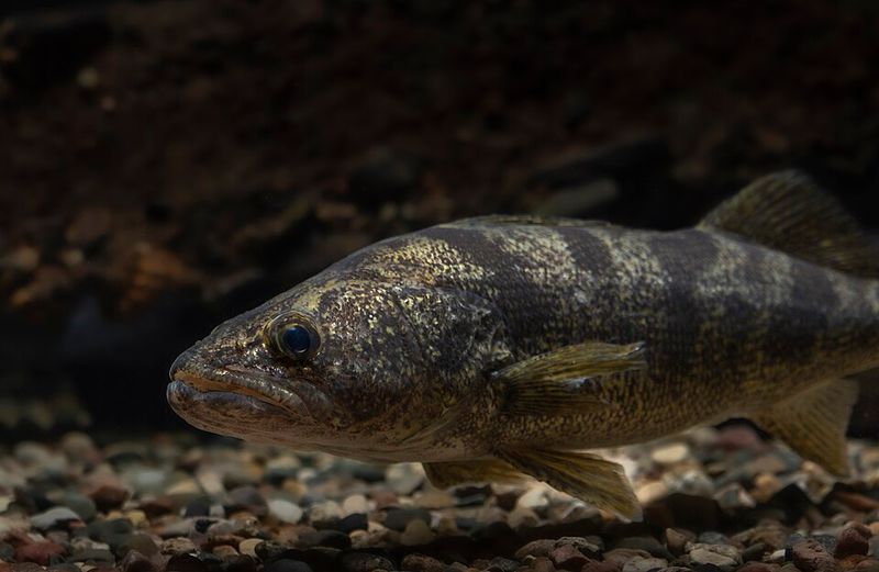 Opening Day Energy Fills the Lakes