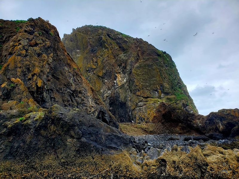 Wildlife Beyond the Puffins