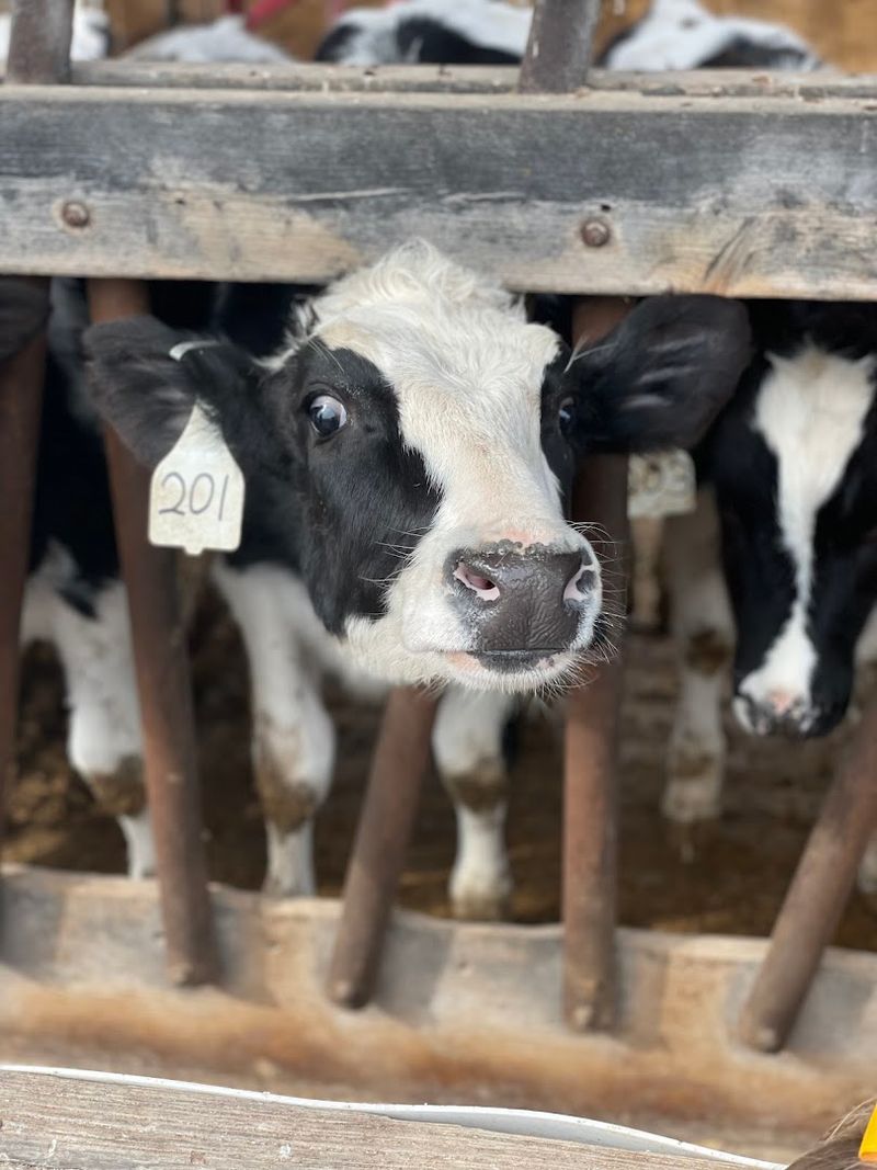 The Calf House Will Absolutely Steal Your Heart