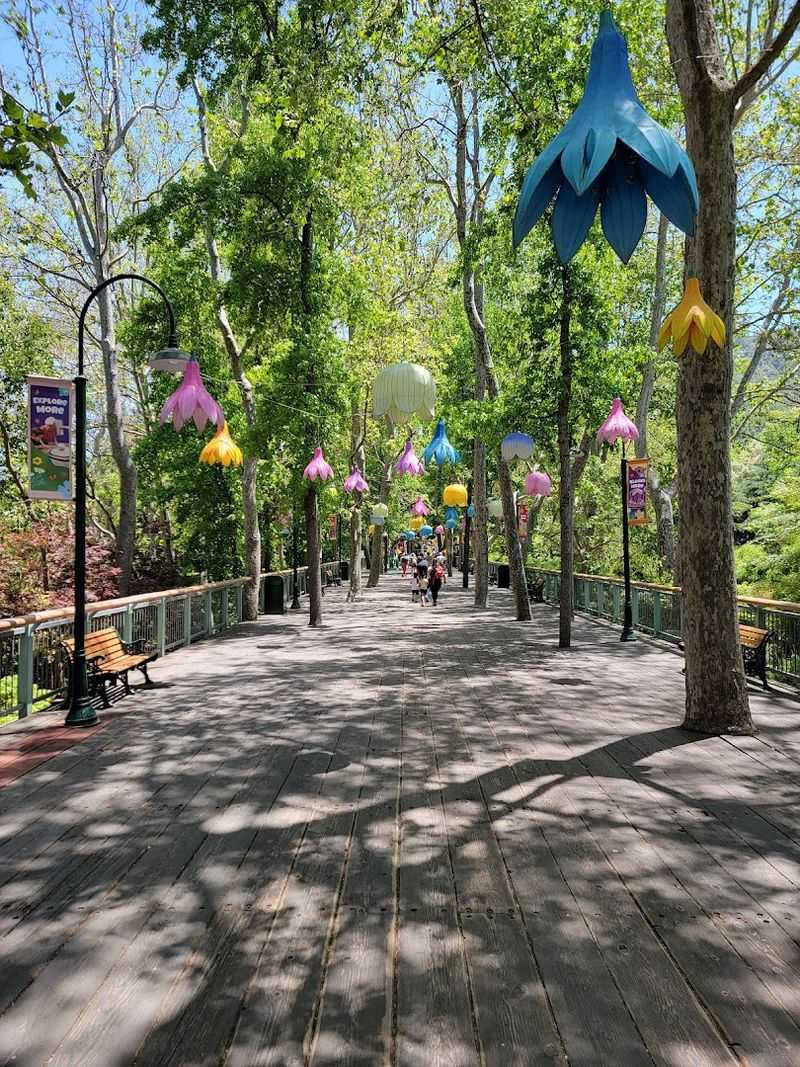 Thousands Of Trees Tower Over Pathways