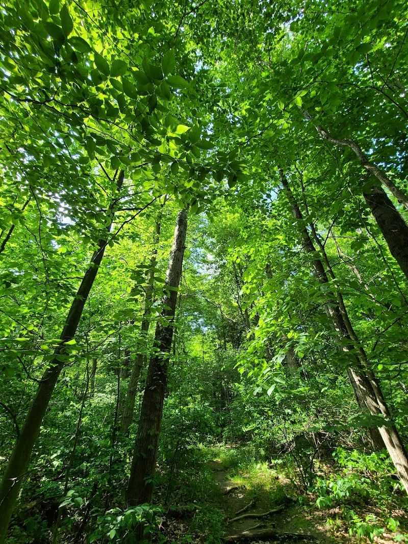 Rich Biodiversity in One of Northwest Indiana's Last Unfragmented Forests