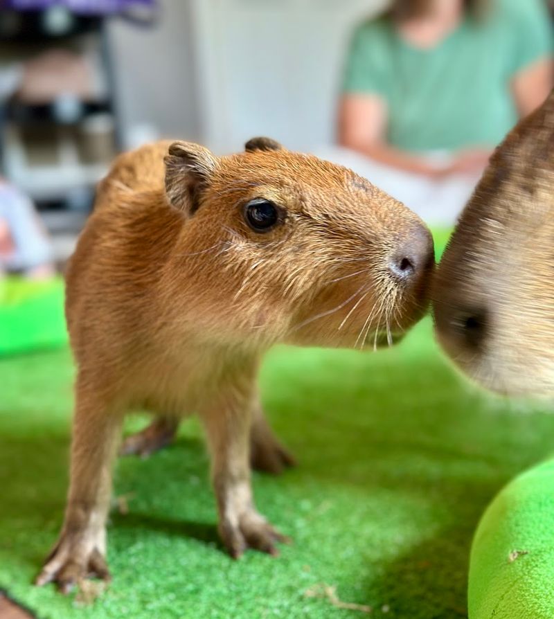 Helen, Georgia: The Unlikely Home of a Capybara Café
