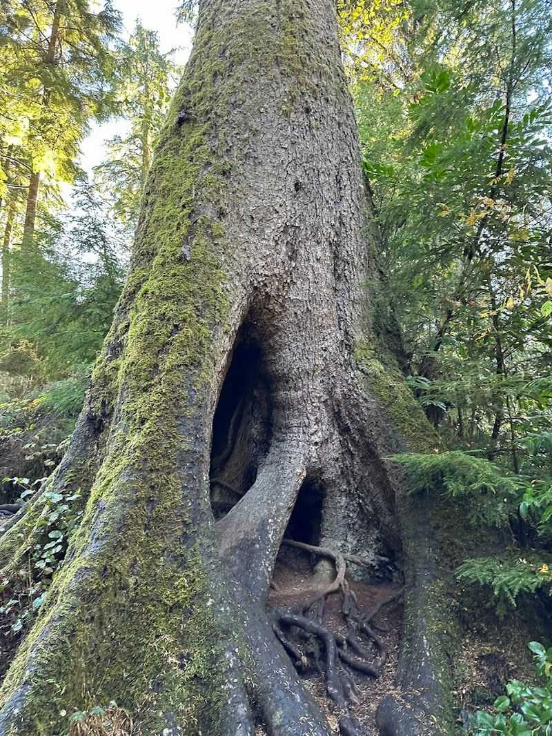 The Ancient Sitka Spruce at the Heart of the Trail