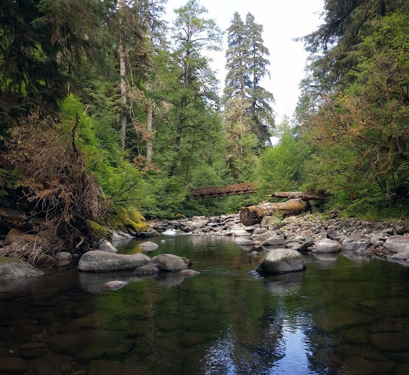 Wildlife That Calls This Forest Home