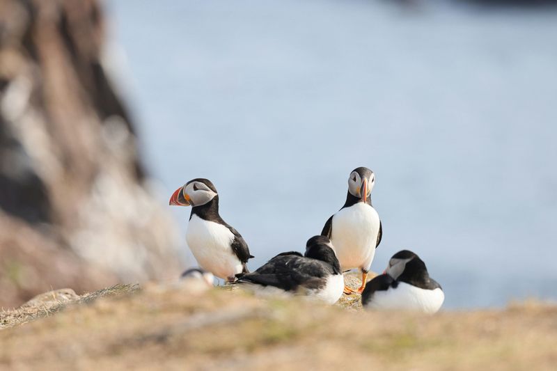 When Tufted Puffins Arrive and Why It Matters