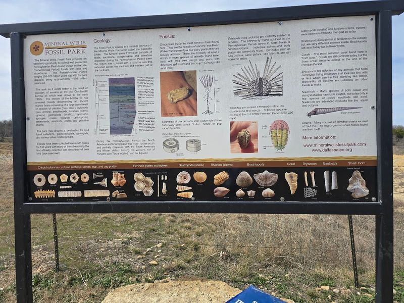 The Fossils You Can Actually Find Here