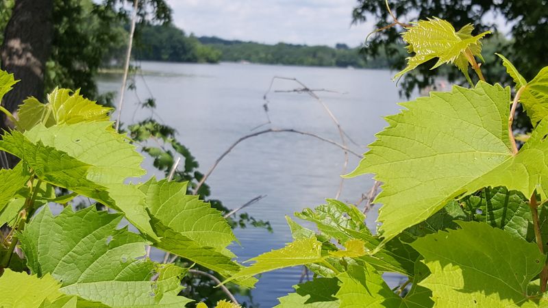 The Role of the Mitchell Lake Association