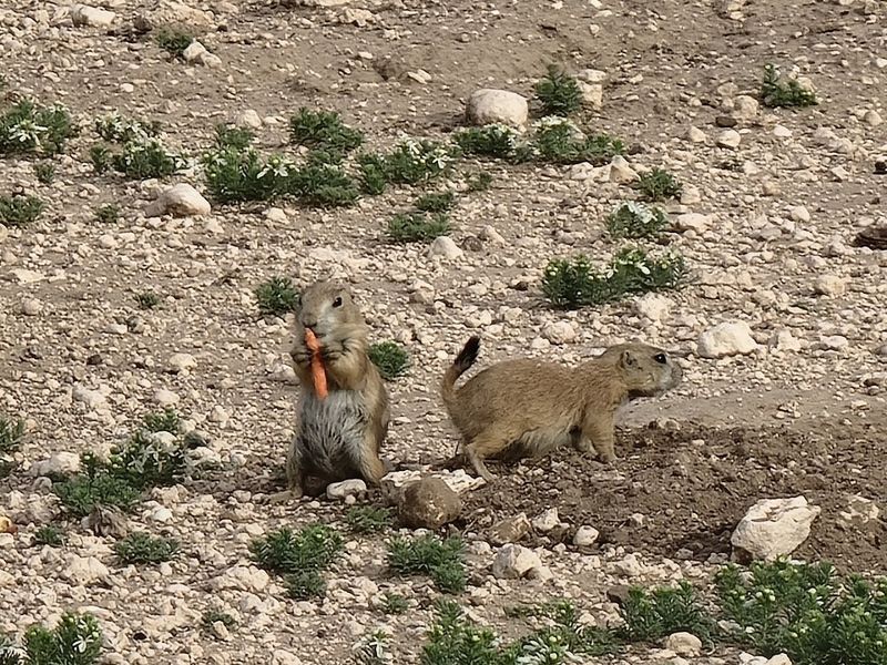 How to Feed the Prairie Dogs Safely