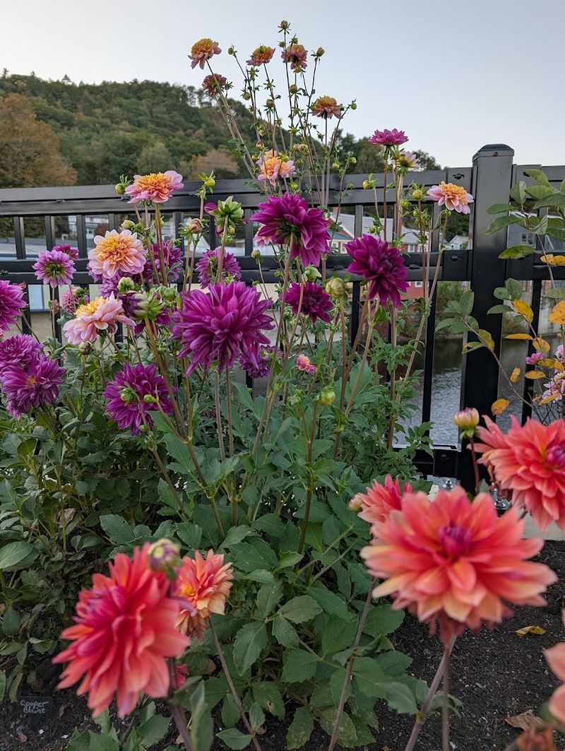 Why The Bridge Of Flowers Deserves A Permanent Spot On Your Bucket List