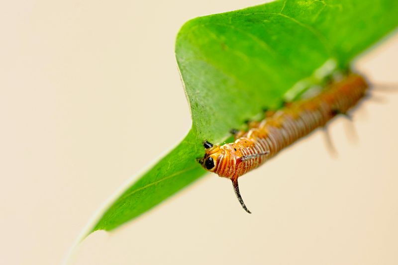 Caring for Your Caterpillar at Home