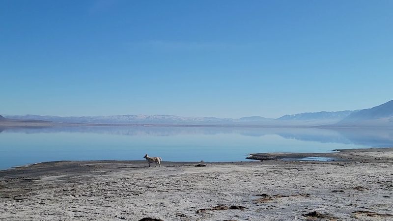 Can Walker Lake Ever Come Back?