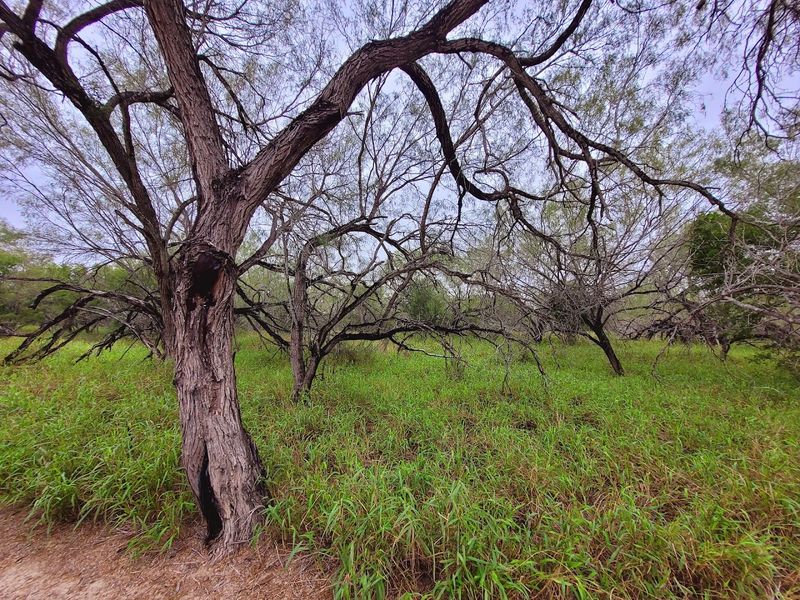 The Resacas and Riparian Forest Along the Rio Grande