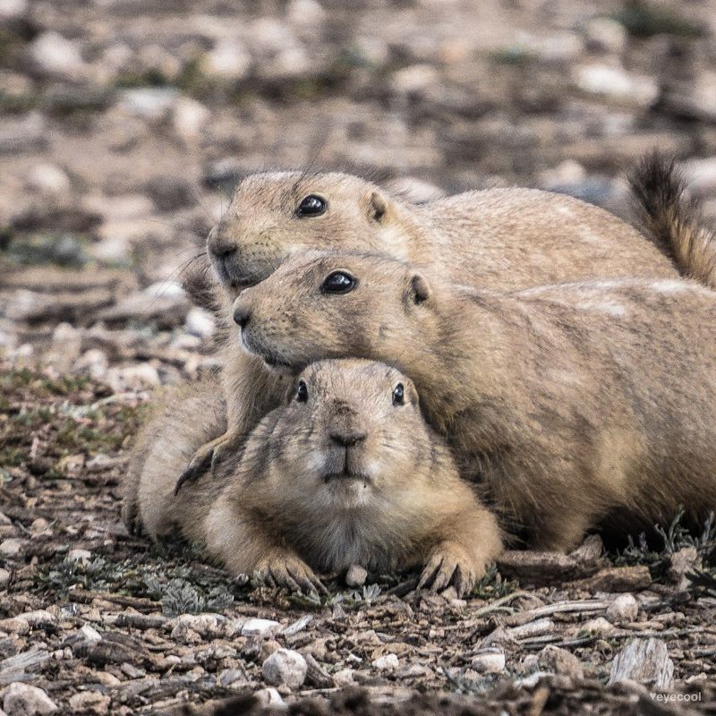 Prairie Dog Behavior and Social Life