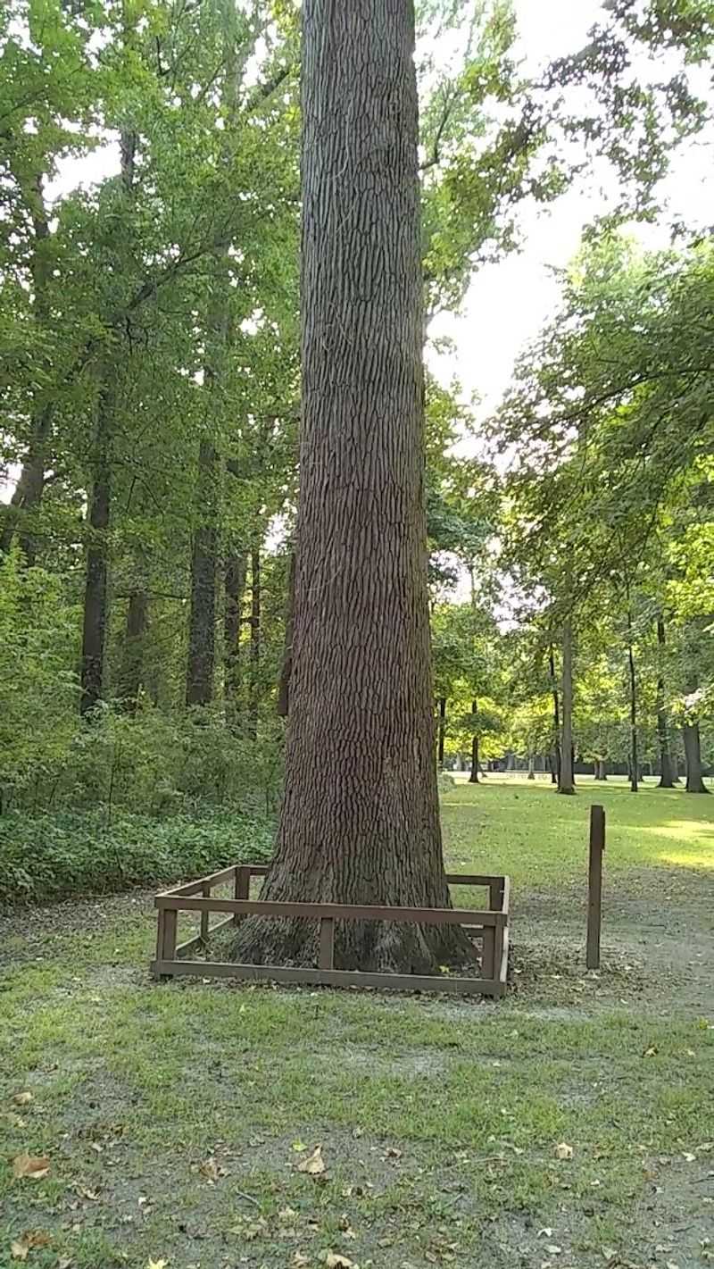 The Pumpkin Ash and the Story of a Species in Trouble