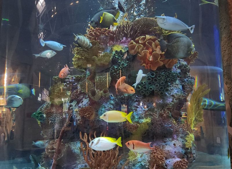 That Giant Tank Beside Your Table