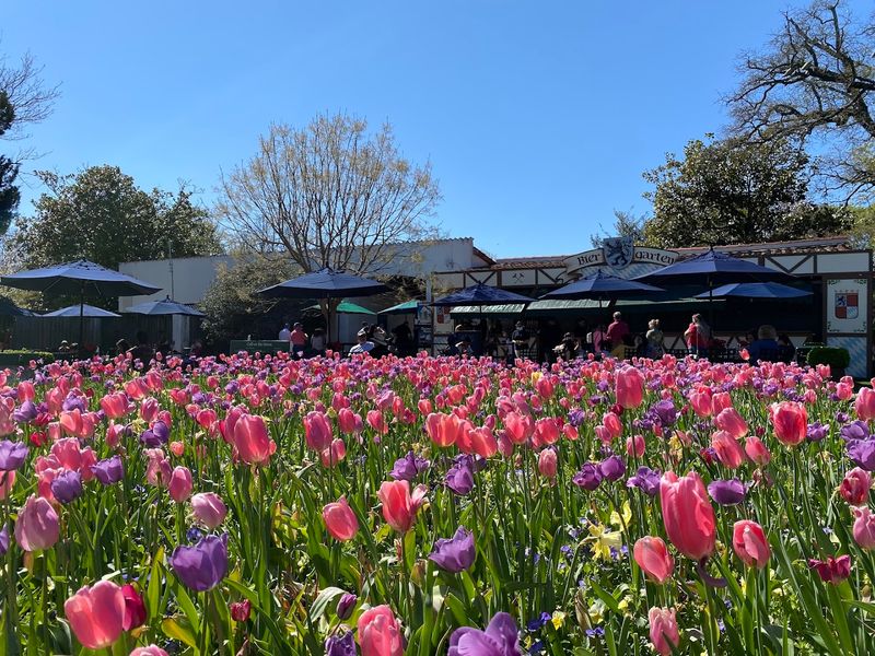 Dallas Blooms In Full Swing