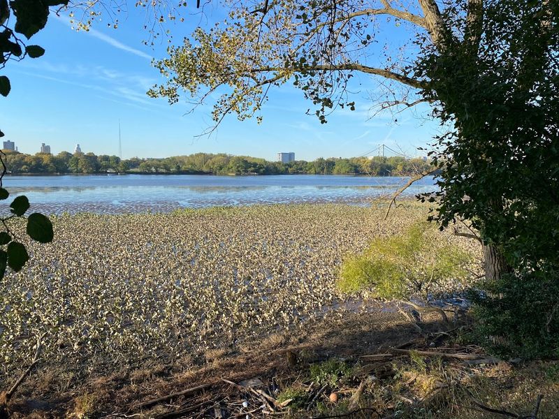 The Freshwater Tidal Marshes Are a Living Classroom