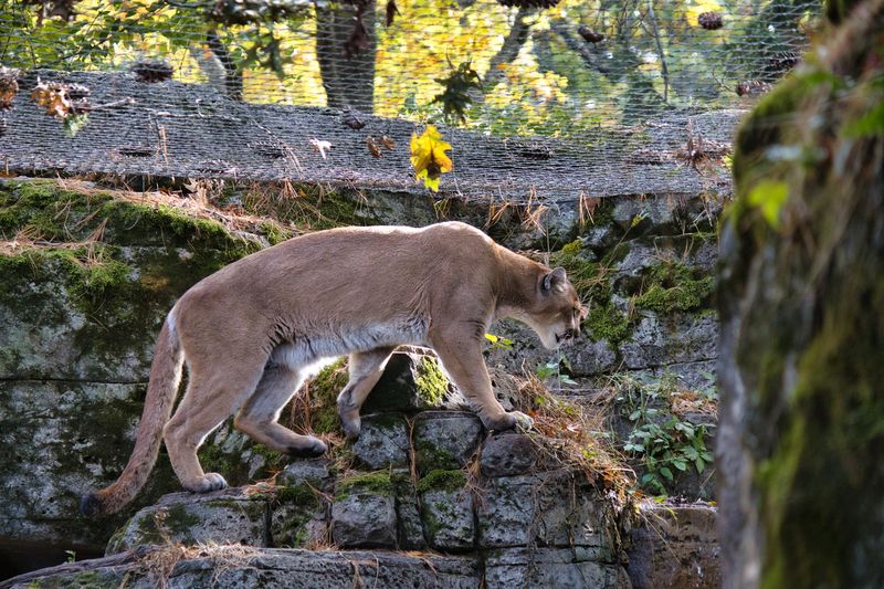 Animals That Actually Show Up and Surprise You