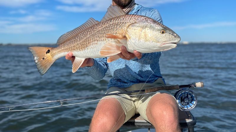 Redfish On The Flats: Reading The Water Like A Local