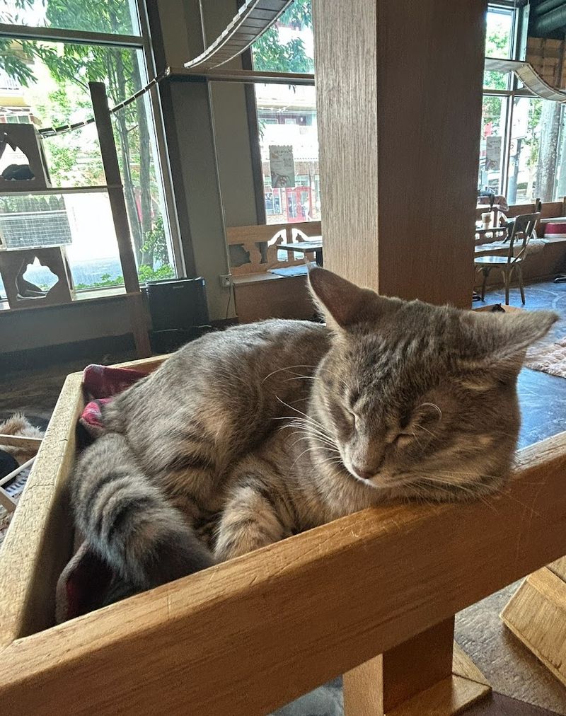 One Last Paw Print Before Heading Home