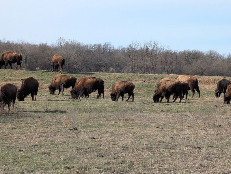 Tallgrass Prairie Preserve, Pawhuska, Oklahoma